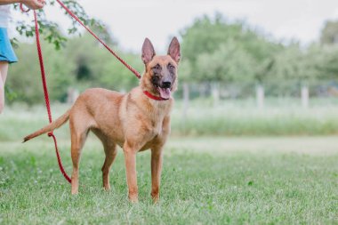 Belçika çoban köpeği Malinois. Köpek dışarıda oynuyor. Yaz zamanı. Yürüyüşteki mutlu köpek. Etkin hayvan