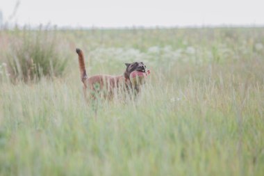 Belçika Çoban Köpeği kaçıyor. Köpek dışarıda oynuyor. Yaz zamanı. Yürüyüşteki mutlu köpek. Etkin hayvan
