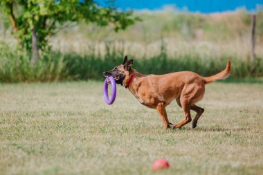 Belçika Çoban Köpeği kaçıyor. Köpek dışarıda oynuyor. Yaz zamanı. Yürüyüşteki mutlu köpek. Etkin hayvan