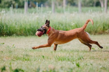 Belçika Çoban Köpeği kaçıyor. Köpek dışarıda oynuyor. Yaz zamanı. Yürüyüşteki mutlu köpek. Etkin hayvan