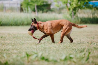 Belçika Çoban Köpeği kaçıyor. Köpek dışarıda oynuyor. Yaz zamanı. Yürüyüşteki mutlu köpek. Etkin hayvan