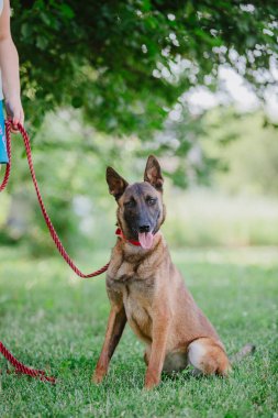 Belçika çoban köpeği Malinois. Köpek dışarıda oynuyor. Yaz zamanı. Yürüyüşteki mutlu köpek. Etkin hayvan
