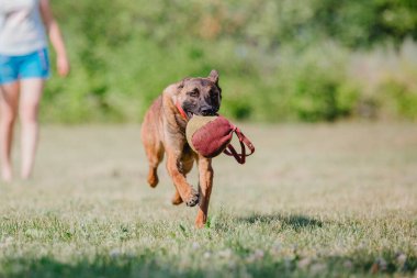 Belçika Çoban Köpeği kaçıyor. Köpek dışarıda oynuyor. Yaz zamanı. Yürüyüşteki mutlu köpek. Etkin hayvan