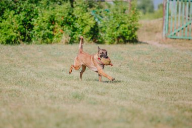 Belçika Çoban Köpeği kaçıyor. Köpek dışarıda oynuyor. Yaz zamanı. Yürüyüşteki mutlu köpek. Etkin hayvan