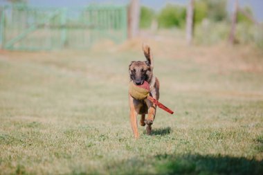 Belçika Çoban Köpeği kaçıyor. Köpek dışarıda oynuyor. Yaz zamanı. Yürüyüşteki mutlu köpek. Etkin hayvan