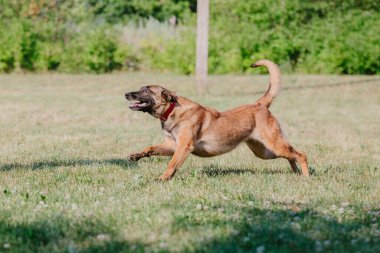 Belçika Çoban Köpeği kaçıyor. Köpek dışarıda oynuyor. Yaz zamanı. Yürüyüşteki mutlu köpek. Etkin hayvan