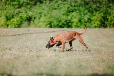 Belçika Çoban Köpeği kaçıyor. Köpek dışarıda oynuyor. Yaz zamanı. Yürüyüşteki mutlu köpek. Etkin hayvan