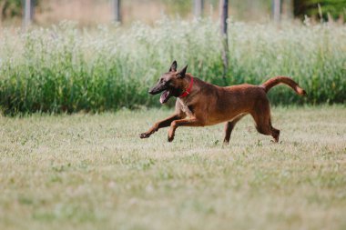 Belçika Çoban Köpeği kaçıyor. Köpek dışarıda oynuyor. Yaz zamanı. Yürüyüşteki mutlu köpek. Etkin hayvan