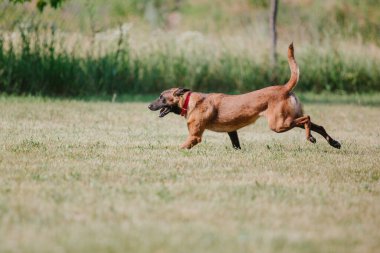 Belçika Çoban Köpeği kaçıyor. Köpek dışarıda oynuyor. Yaz zamanı. Yürüyüşteki mutlu köpek. Etkin hayvan