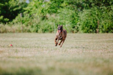 Belçika Çoban Köpeği kaçıyor. Köpek dışarıda oynuyor. Yaz zamanı. Yürüyüşteki mutlu köpek. Etkin hayvan