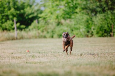 Belçika Çoban Köpeği kaçıyor. Köpek dışarıda oynuyor. Yaz zamanı. Yürüyüşteki mutlu köpek. Etkin hayvan