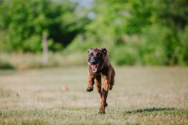 Belçika Çoban Köpeği kaçıyor. Köpek dışarıda oynuyor. Yaz zamanı. Yürüyüşteki mutlu köpek. Etkin hayvan