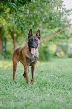 Belçika çoban köpeği Malinois. Köpek dışarıda oynuyor. Yaz zamanı. Yürüyüşteki mutlu köpek. Etkin hayvan