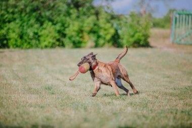 Belçika Çoban Köpeği kaçıyor. Köpek dışarıda oynuyor. Yaz zamanı. Yürüyüşteki mutlu köpek. Etkin hayvan