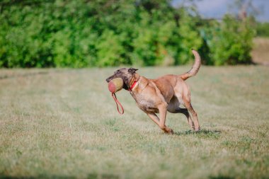 Belçika Çoban Köpeği kaçıyor. Köpek dışarıda oynuyor. Yaz zamanı. Yürüyüşteki mutlu köpek. Etkin hayvan