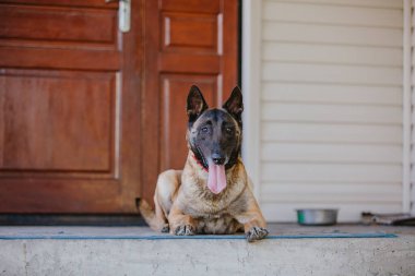 Belçika çoban köpeği Malinois. Köpek dışarıda oynuyor. Yaz zamanı. Yürüyüşteki mutlu köpek. Etkin hayvan