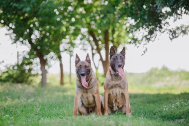 Belçika çoban köpeği Malinois. Köpek dışarıda oynuyor. Yaz zamanı. Yürüyüşteki mutlu köpek. Etkin hayvan
