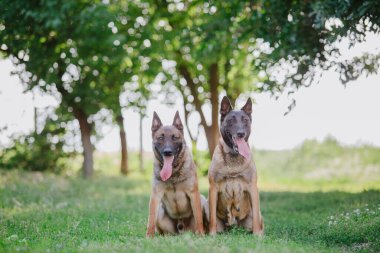 Belçika çoban köpeği Malinois. Köpek dışarıda oynuyor. Yaz zamanı. Yürüyüşteki mutlu köpek. Etkin hayvan