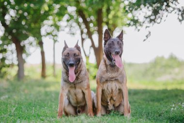 Belçika çoban köpeği Malinois. Köpek dışarıda oynuyor. Yaz zamanı. Yürüyüşteki mutlu köpek. Etkin hayvan