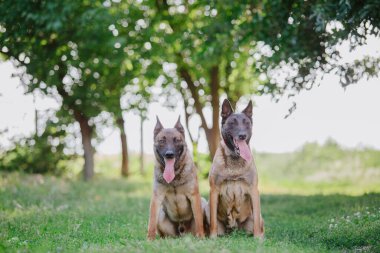 Belçika çoban köpeği Malinois. Köpek dışarıda oynuyor. Yaz zamanı. Yürüyüşteki mutlu köpek. Etkin hayvan