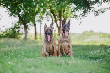 Belçika çoban köpeği Malinois. Köpek dışarıda oynuyor. Yaz zamanı. Yürüyüşteki mutlu köpek. Etkin hayvan
