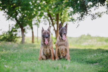 Belçika çoban köpeği Malinois. Köpek dışarıda oynuyor. Yaz zamanı. Yürüyüşteki mutlu köpek. Etkin hayvan