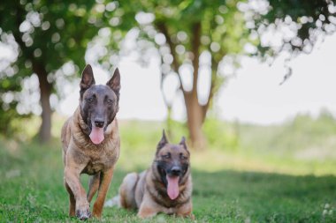 Belçika çoban köpeği Malinois. Köpek dışarıda oynuyor. Yaz zamanı. Yürüyüşteki mutlu köpek. Etkin hayvan