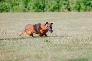 Belçika Çoban Köpeği kaçıyor. Köpek dışarıda oynuyor. Yaz zamanı. Yürüyüşteki mutlu köpek. Etkin hayvan