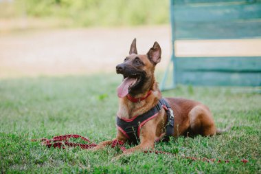 Belçika Çoban Köpeği Malinoisdog yerde yatıyor. Köpek dışarıda. Yaz zamanı. Yürüyüşteki mutlu köpek. Etkin hayvan