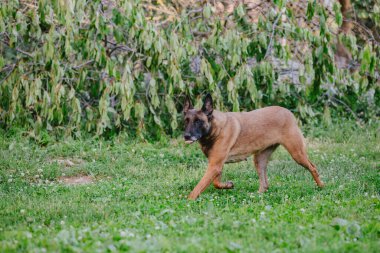 Belçika çoban köpeği su damlalarını yakalıyor. Islak köpek bahçede oynuyor.