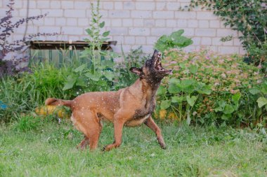 Belçika çoban köpeği su damlalarını yakalıyor. Islak köpek bahçede oynuyor.