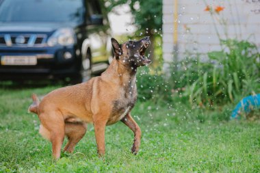 Belçika çoban köpeği su damlalarını yakalıyor. Islak köpek bahçede oynuyor.