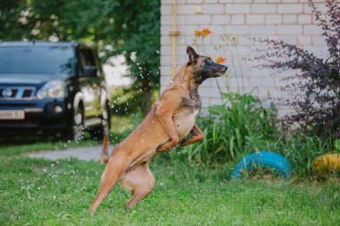 Belçika çoban köpeği su damlalarını yakalıyor. Islak köpek bahçede oynuyor.