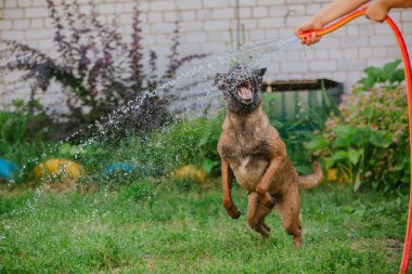 Belçika çoban köpeği su damlalarını yakalıyor. Islak köpek bahçede oynuyor.