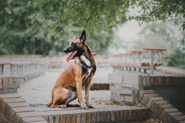 Belgischer Schäferhund Malinois Öffentlichen Park Herbst Herbst Glücklicher Hund Auf — Stockfoto
