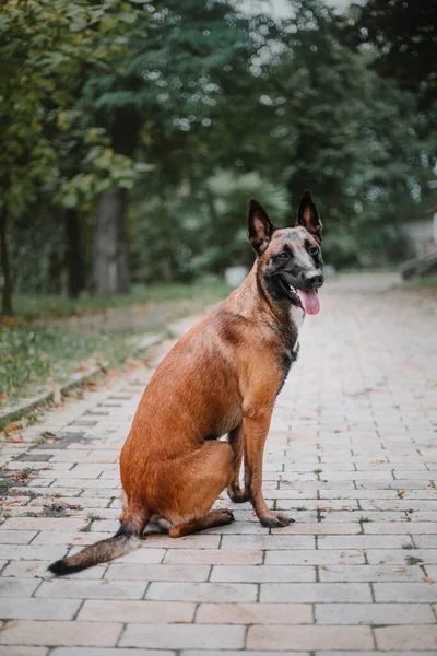 Penggembala Belgia Malinois Taman Umum Jatuh Musim Gugur Anjing Bahagia — Stok Foto