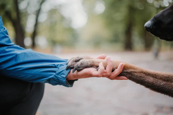Belgian Shepherd Hond Geeft Poot Aan Vrouw Buiten Close Vriendschap — Stockfoto