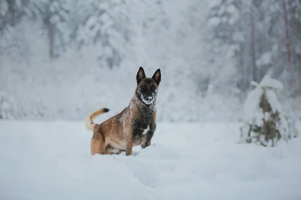 Бельгийская Овчарка Зимой Снегопад Зимний Лес — стоковое фото