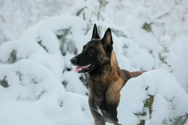 Belgian Shepherd Dog (Malinois dog) in winter. Snowing background. Winter forest