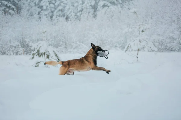 Cane Pastore Belga Cane Malinois Inverno Sfondo Neve Foresta Invernale — Foto Stock