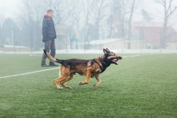Working malinois dog. Belgian shepherd dog. Police, guard dog