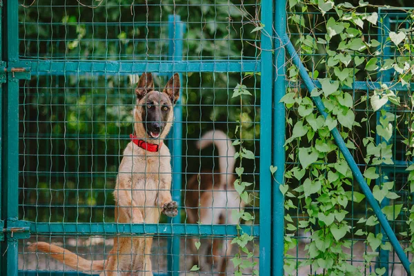 Kuşhanede bir köpek. Köpekler için koruma. Belçika Çoban Köpeği Malinois