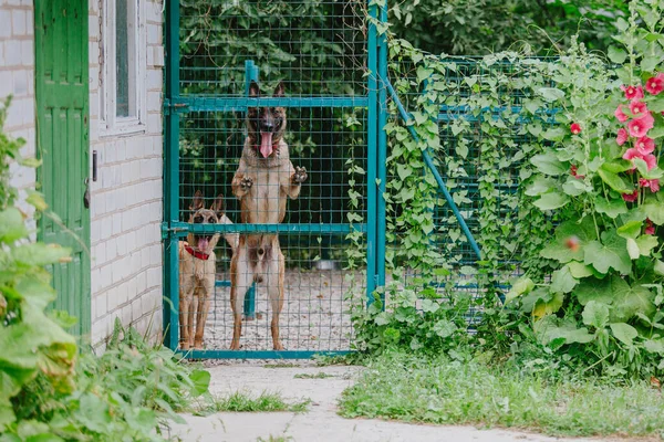 Hund Ett Luftskepp Inhägnad För Hundar Belgiska Shepherd Malinois Hund — Stockfoto