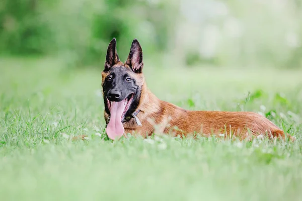Belgische Herder Malinoisdog Ligt Slapen Hond Buiten Zomertijd Gelukkige Hond — Stockfoto