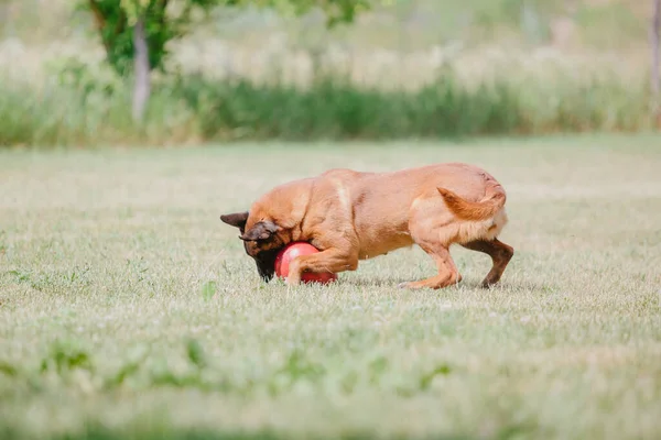 Belgische Herder Malinoisdog Vlucht Honden Spelen Buiten Zomertijd Gelukkige Hond — Stockfoto