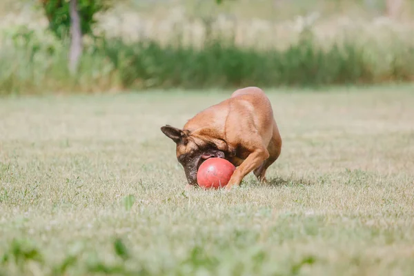 Belgian Shepherd Malinoisdog Running Dog Playing Outdoor Summertime Happy Dog — Stock Photo, Image