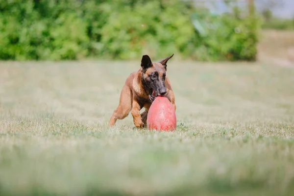 Βελγικός Ποιμενικός Malinoisdog Τρέχει Σκύλος Παίζει Έξω Καλοκαίρι Χαρούμενο Σκυλί — Φωτογραφία Αρχείου