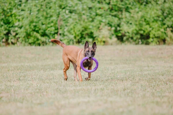 Бельгійський Шепард Малінойсдог Біжить Пес Грає Надворі Літо Щасливий Собака — стокове фото