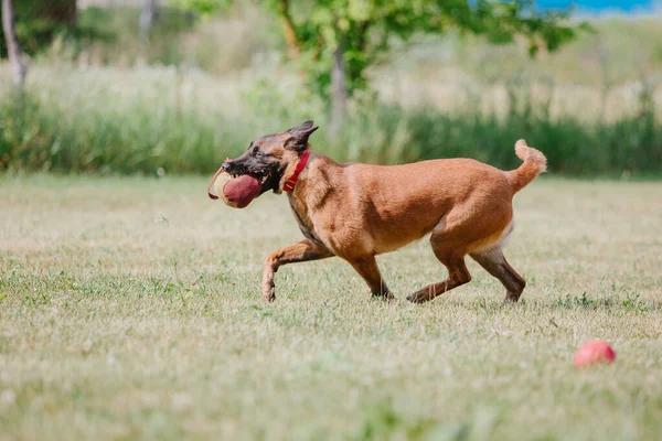 比利时牧羊犬Malinoisdog跑 狗在户外玩耍夏天的时间 走起路来快乐的狗 活跃的宠物 — 图库照片