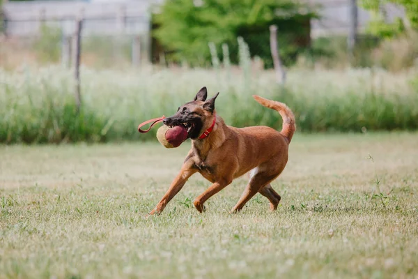 Belgischer Schäferhund Malinoisdog Läuft Hund Spielt Freien Sommerzeit Glücklicher Hund — Stockfoto